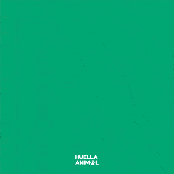 huella-animal
